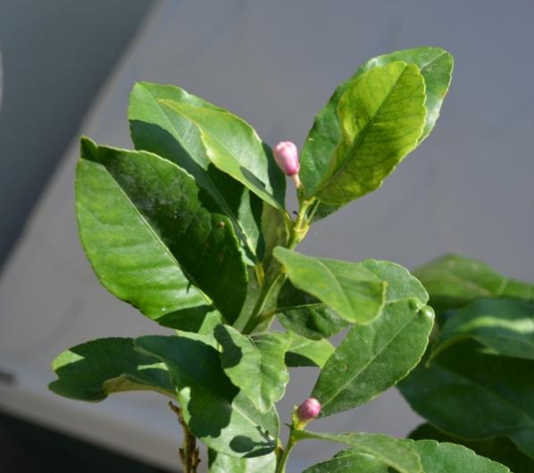 Name:  limon iei.jpg
Views: 2354
Size:  31.7 KB
