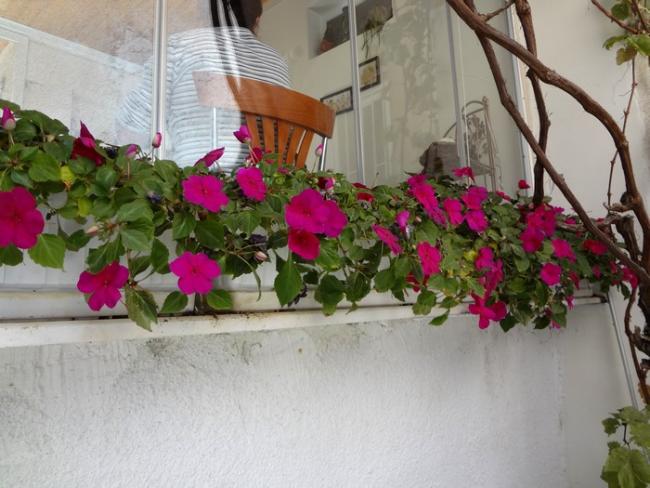 Name:  impatiens.jpg
Views: 801
Size:  49.8 KB
