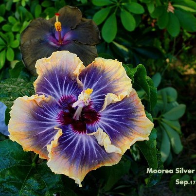 Name:  581356_187207648080368_152907765_n.jpg
Views: 687
Size:  49.4 KB