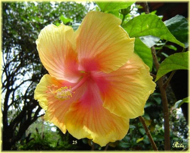 Name:  025NormanLee4.jpg
Views: 652
Size:  56.0 KB