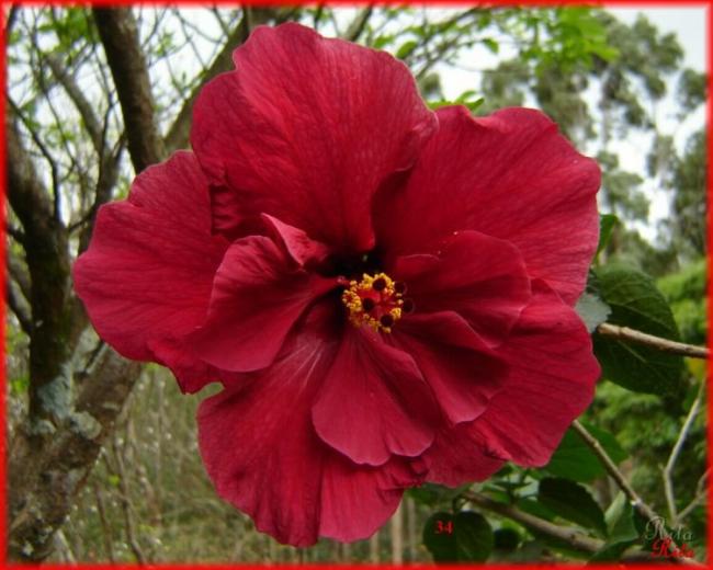 Name:  034ProLegato4.jpg
Views: 720
Size:  48.1 KB