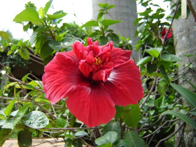 Name:  034ProLegato7.jpg
Views: 720
Size:  55.7 KB