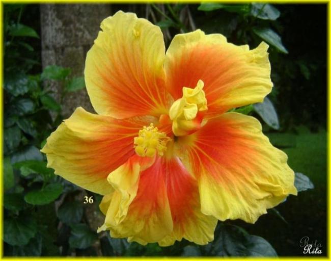 Name:  036Maggie2.jpg
Views: 653
Size:  41.9 KB