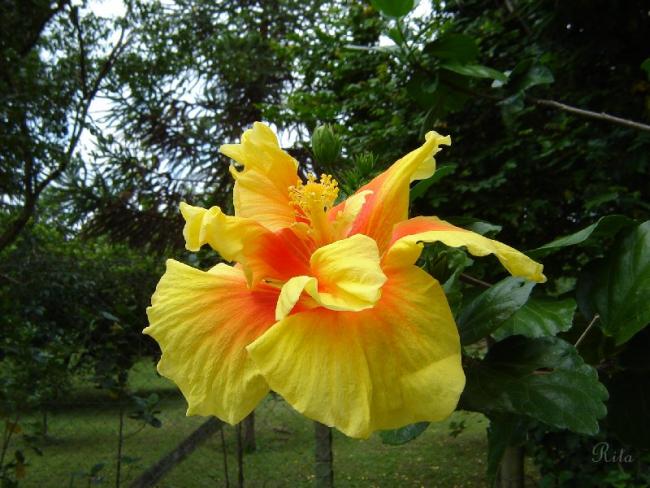 Name:  036Maggie7.jpg
Views: 647
Size:  57.8 KB