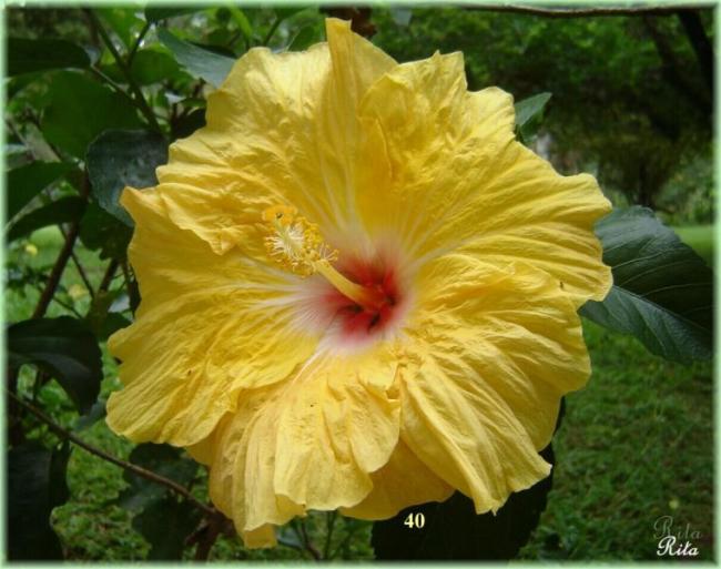 Name:  040WallysYellow2.jpg
Views: 655
Size:  49.6 KB
