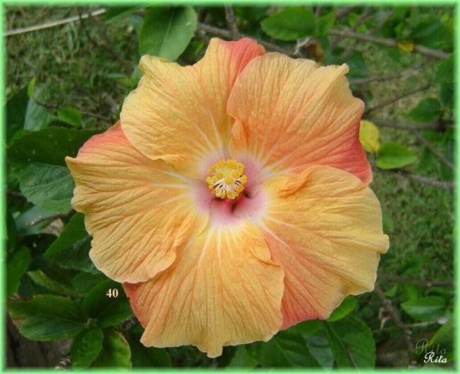 Name:  040WallysYellow3.jpg
Views: 654
Size:  47.6 KB