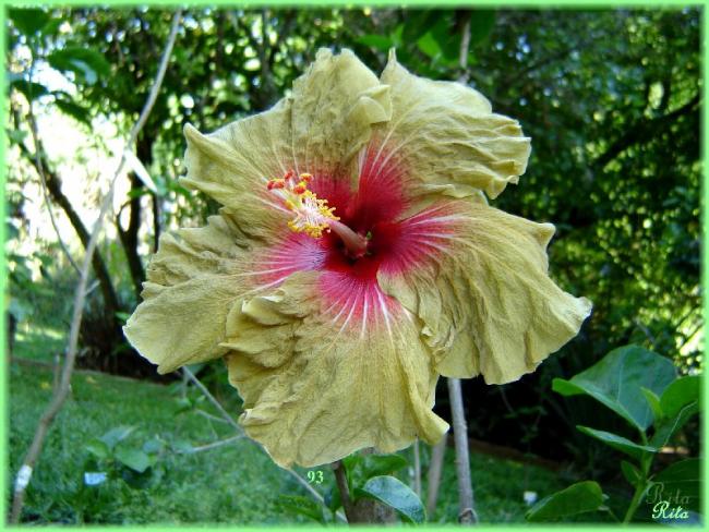 Name:  093OldMedley5A.jpg
Views: 631
Size:  64.3 KB
