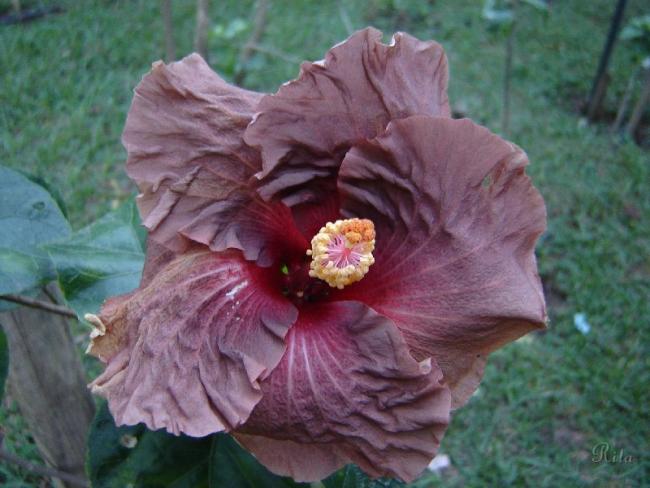 Name:  093OldMedley7.jpg
Views: 640
Size:  45.6 KB