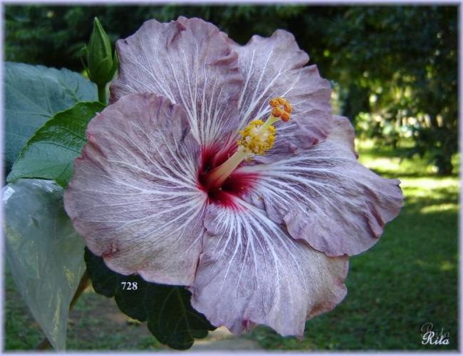 Name:  728Blueberry3.jpg
Views: 653
Size:  52.9 KB