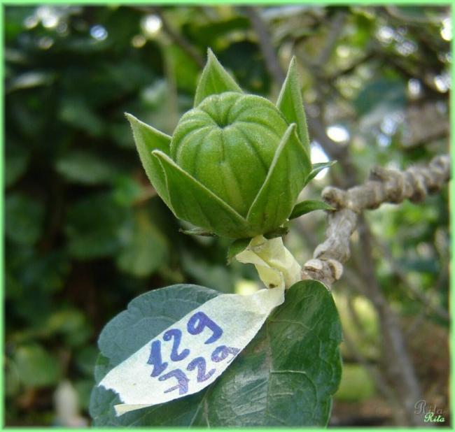 Name:  Capsula129x729.jpg
Views: 622
Size:  48.9 KB