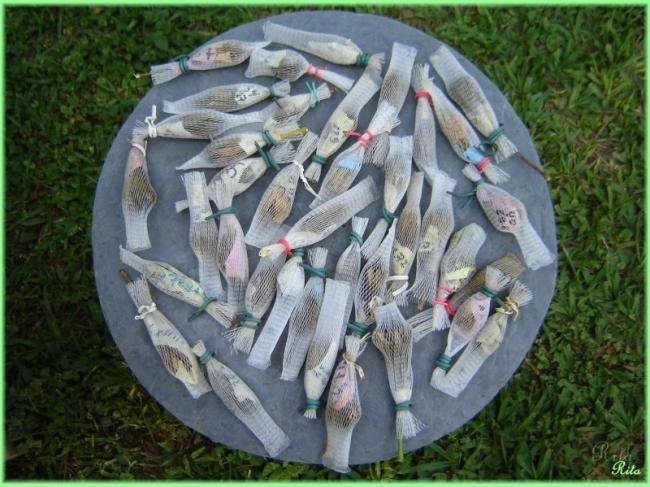 Name:  CapsulasDiversas1.jpg
Views: 908
Size:  62.8 KB