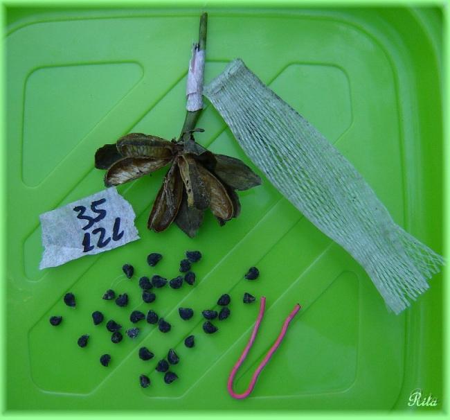 Name:  Seeds35x121.jpg
Views: 614
Size:  44.1 KB