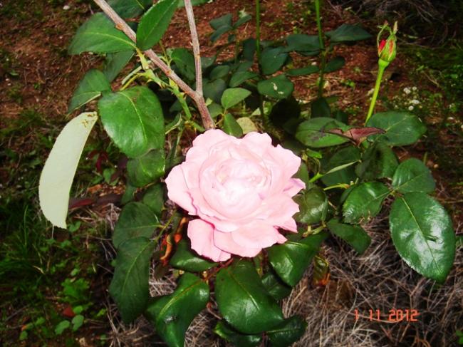 Name:  Resim 011.jpg
Views: 794
Size:  63.7 KB