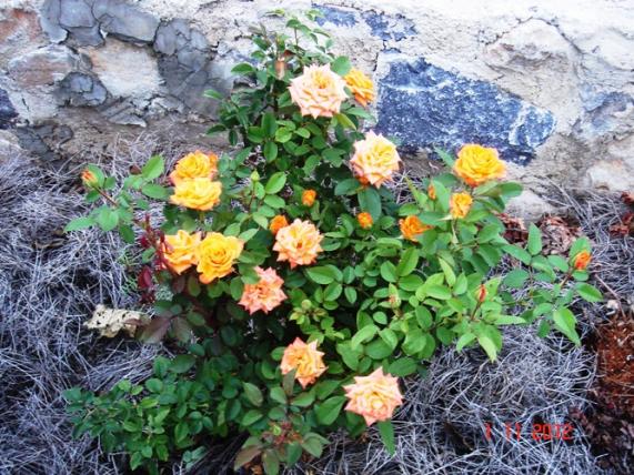Name:  Resim 012.jpg
Views: 794
Size:  73.7 KB