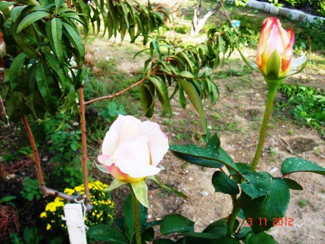 Name:  Resim 025.jpg
Views: 817
Size:  70.0 KB