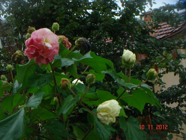 Name:  DSC01452.jpg
Views: 606
Size:  56.8 KB