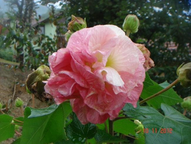Name:  DSC01457.jpg
Views: 611
Size:  47.9 KB