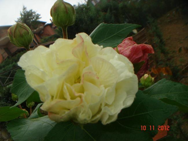 Name:  DSC01465.jpg
Views: 623
Size:  33.3 KB