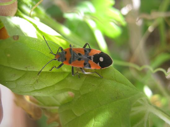 Name:  bcek.JPG
Views: 1141
Size:  40.0 KB