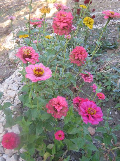Name:  zinnialar.JPG
Views: 1386
Size:  68.2 KB