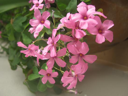 Name:  ss y..JPG
Views: 1322
Size:  45.2 KB