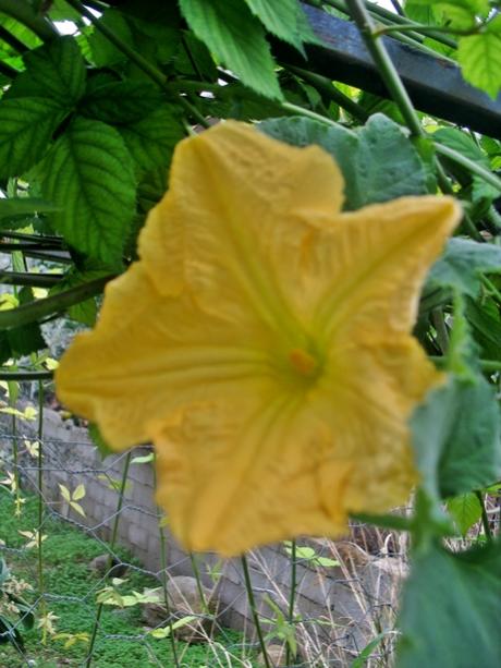 Name:  IMG_8176.jpg
Views: 486
Size:  45.5 KB
