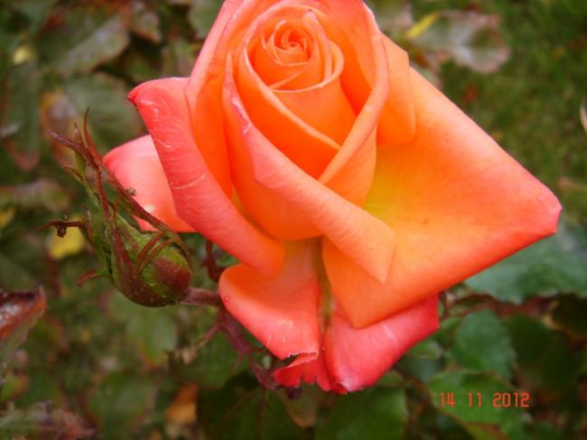 Name:  DSC02970.jpg
Views: 1959
Size:  34.2 KB