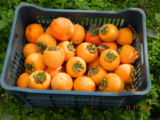 Name:  DSCN1749.jpg
Views: 1342
Size:  53.1 KB