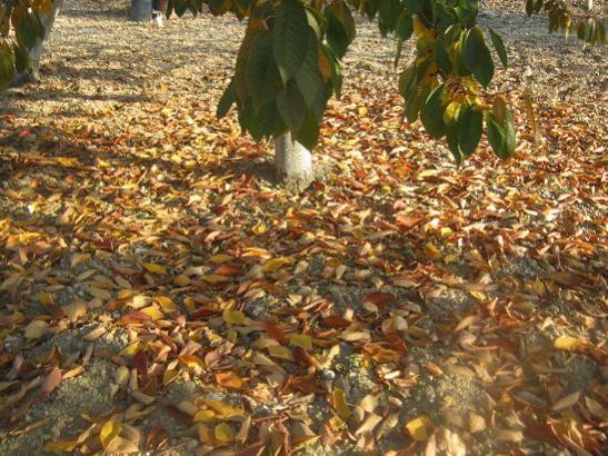 Name:  sonbahar4.jpg
Views: 1511
Size:  67.5 KB