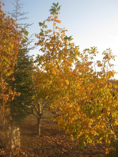 Name:  sonbahar5.jpg
Views: 1207
Size:  53.6 KB