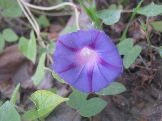 Name:  sabah sefas.JPG
Views: 1019
Size:  42.7 KB