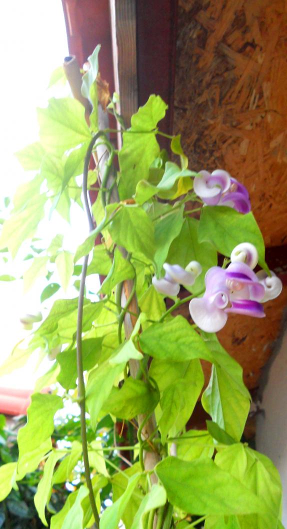 Name:  selluka.jpg
Views: 752
Size:  74.9 KB