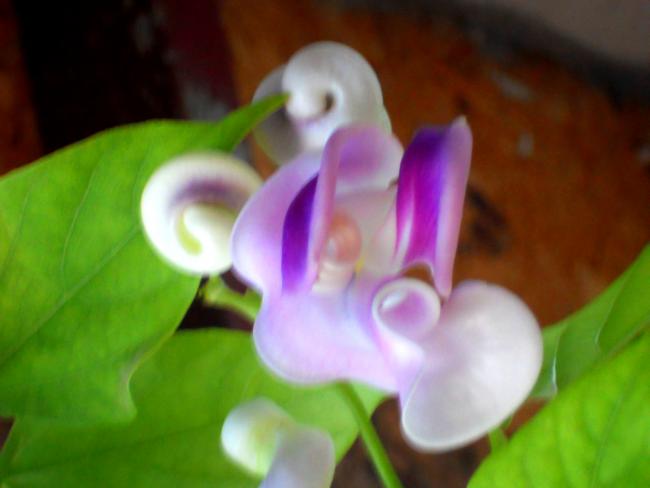 Name:  sellukam detay.jpg
Views: 615
Size:  26.0 KB