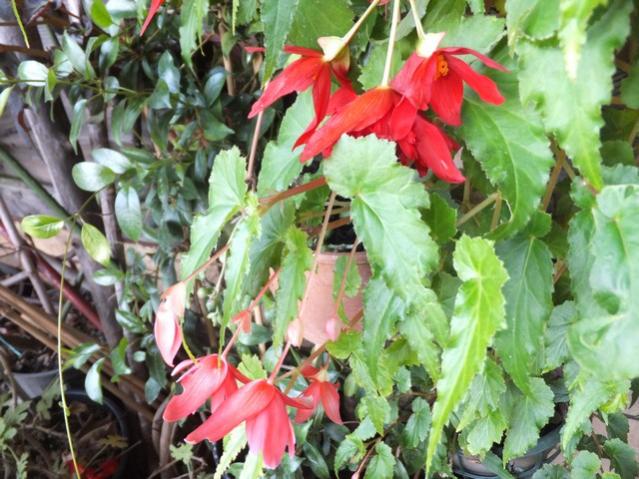 Name:  DSCF7457.jpg
Views: 327
Size:  63.0 KB