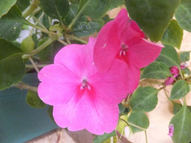 Name:  DSCF7914.jpg
Views: 307
Size:  33.3 KB