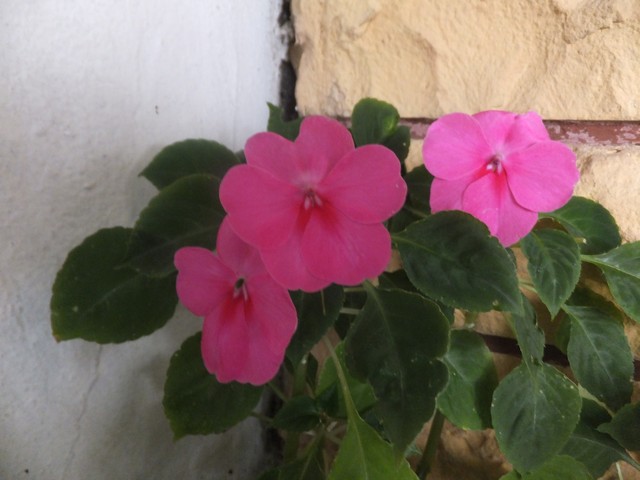 Name:  DSCF7915.jpg
Views: 304
Size:  65.6 KB