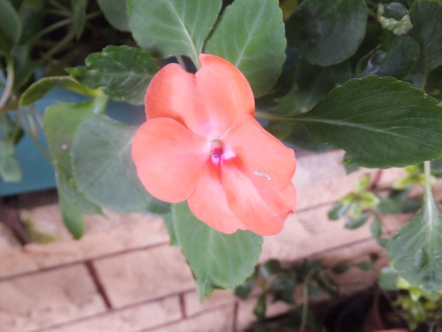 Name:  DSCF7916.jpg
Views: 307
Size:  62.8 KB