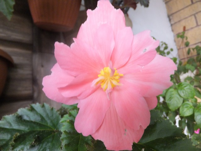 Name:  DSCF7919.jpg
Views: 289
Size:  63.7 KB