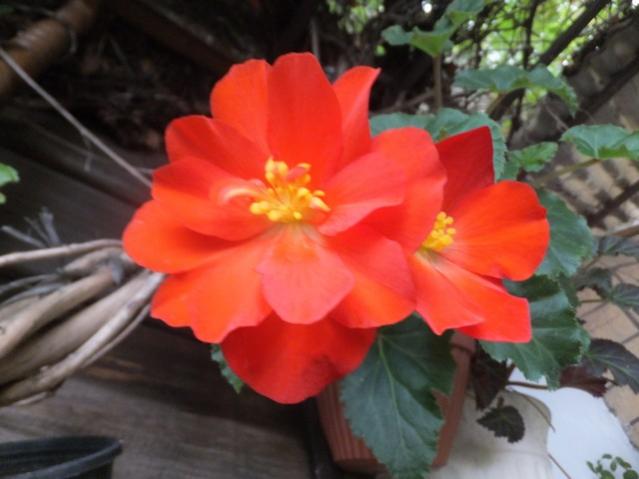 Name:  DSCF7920.jpg
Views: 305
Size:  34.8 KB
