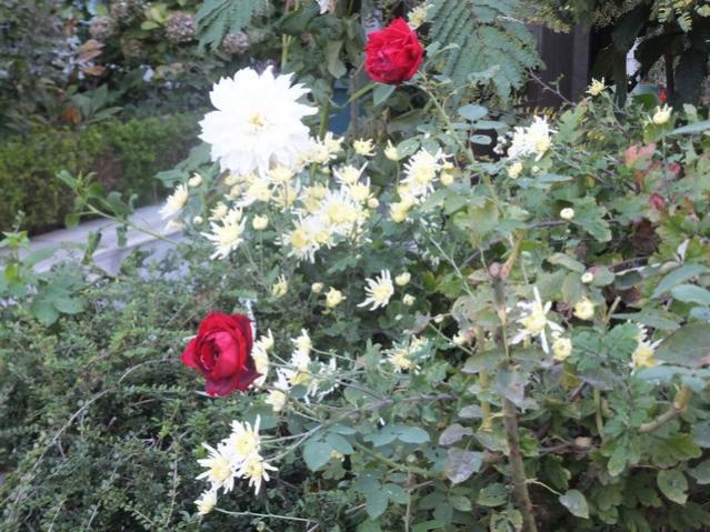 Name:  DSCF8104.jpg
Views: 289
Size:  69.4 KB