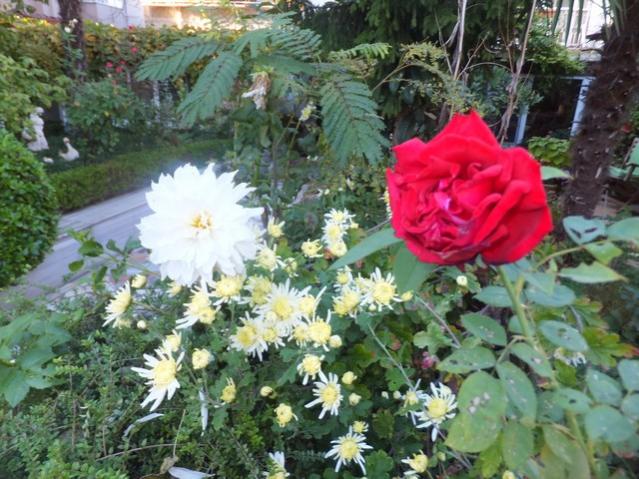 Name:  DSCF8106.jpg
Views: 274
Size:  66.2 KB