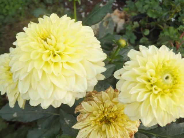 Name:  DSCF8152.jpg
Views: 515
Size:  38.9 KB