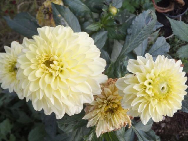 Name:  DSCF8154.jpg
Views: 539
Size:  41.4 KB