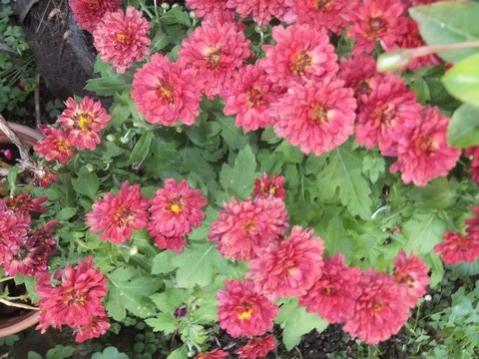 Name:  DSCF8157.jpg
Views: 526
Size:  38.8 KB