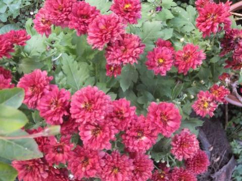 Name:  DSCF8158.jpg
Views: 512
Size:  39.7 KB