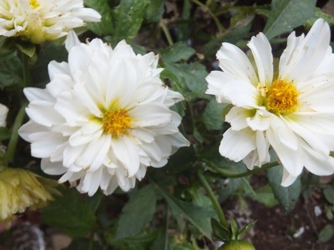 Name:  DSCF8159.jpg
Views: 489
Size:  67.7 KB