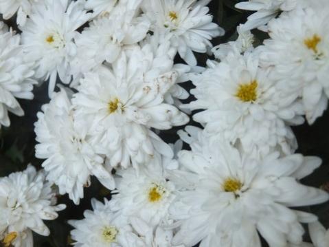 Name:  DSCF8161.jpg
Views: 508
Size:  25.6 KB