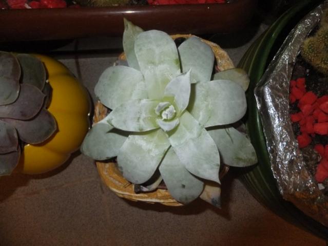Name:  DSCF8175.jpg
Views: 272
Size:  35.7 KB