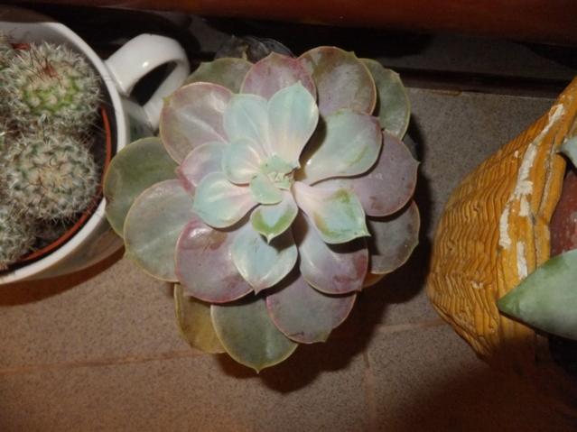 Name:  DSCF8176.jpg
Views: 287
Size:  39.9 KB