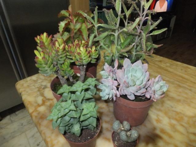 Name:  DSCF8227.jpg
Views: 262
Size:  45.6 KB